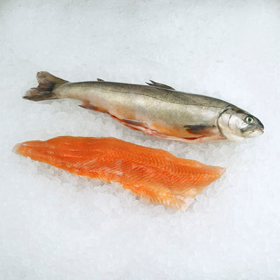 Rödingfilé 150-600g Osorterad 10kg/krt